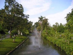 junglemuch.jpg