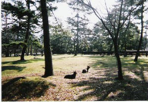 naradeer02-03.jpg