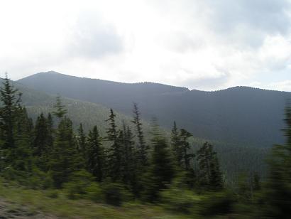 wheredidthetreesgo.jpg